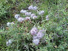 Wild flower Alvan Mountain1.jpg