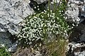 Zerast alpin (cerastium alpinum) sun Mastlé.