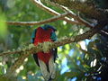 Quetzal (Pharomachrus mocinno), Kustarika