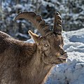 62 Alpensteinbock Capra ibex-0801 uploaded by Isiwal, nominated by Isiwal