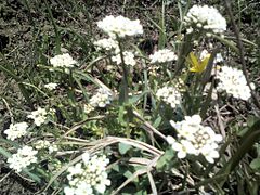 Alpine flowers