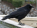 American crow