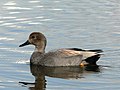 male, Ridgefield NWR