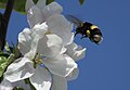 Un borinot s'acosta a una flor de pomera a Calgary (Alberta)