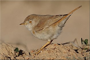 Wüstengrasmücke (Sylvia nana): besonders klein