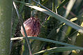 Kokon der Wespenspinne (Argiope bruennichi)