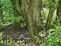 Bole of coppiced U. laevis, girth 410 cm, Over Wallop, UK