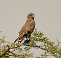 Brown Snake-Eagle: November 08