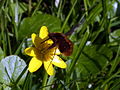 ...Flugverhalten erinnert an Schwebfliege