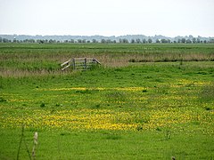 Buttercups (Ranunculus) in the marshes - geograph.org.uk - 822193.jpg
