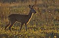 Inyamazane yaseYurophu Capreolus capreolus