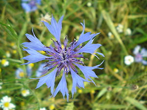 Cornflower - Centaurea cyanus