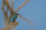 Thumbnail for File:Common kingfisher001.jpg