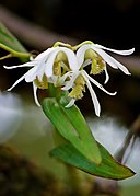 Dendrobium nanum