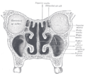 Sezione coronale delle cavità nasali.