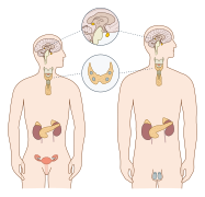 Human endocrine male & female svg no labels.svg