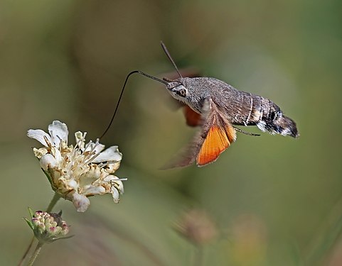 Hummingbird hawk moth by Charles J. Sharp