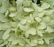 Hydrangea paniculata 06 ies.jpg