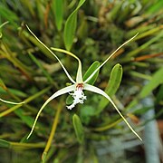 Dendrobium tipuliferum