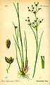 Juncus articulatus (as syn. Juncus lampocarpus) plate 107 in: Otto Wilhelm Thomé: Flora von Deutschland, Österreich u.d. Schweiz, Gera (1885)