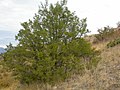 Burke Park, Montana