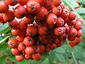 sorbus