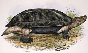 Melanochelys trijuga.jpg