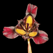 Moraea lurida