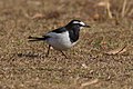 Motacilla grandis.