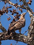 Thumbnail for File:Oriental honey buzzard Mudumalai Mar21 DSC01405.jpg