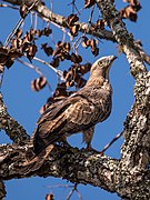 Oriental honey buzzard Mudumalai Mar21 DSC01405