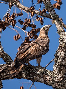 Crested honey buzzard, by Tagooty