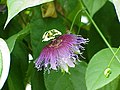 Passiflora serratifolia