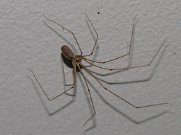 Ilgakojis virpūnėlis (Pholcus phalangioides)