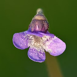 Fleur de grassette commune. (définition réelle 4 000 × 4 000)