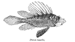 Pterois russelii