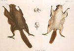 ... och vissa (som Pteromys momonga) kan glidflyga flera hundra meter.