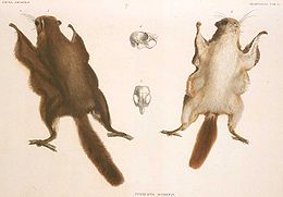 Japoninė voverė skraiduolė (Pteromys momonga)