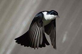 Restless flycatcher04