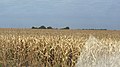 Maïs in Dourados. Brazilië en Argentinië behoren tot de vijf grootste producenten ter wereld.