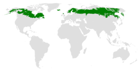 rozšíření severských jehličnatých lesů