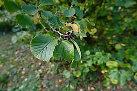 Terres de Pregny @ Jardin Botanique @ Pregny-Chambésy (50633544601).jpg