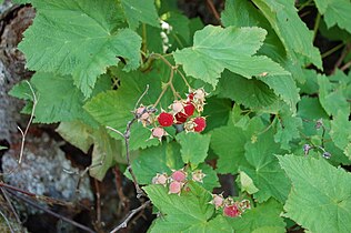 Thimbleberries