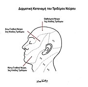 Trigeminal nerve.jpg