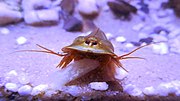 Thumbnail for File:Triops cancriformis spain green 05.jpg