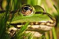 Close-up of the frog head