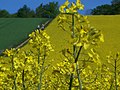 7.3 - 13.3: Camp da ravun (brassica napus) a Neustadt/Harz en Turinga en la Germania.