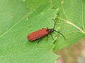 Xylobanellus erythropterus