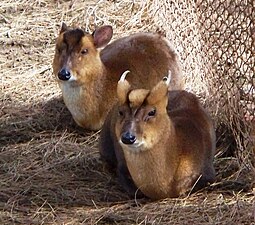 Muntjac (Muntiacus)