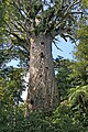 Image 3Tāne Mahuta, the biggest kauri (Agathis australis) tree alive, in the Waipoua Forest of the Northland Region of New Zealand. (from Conifer)